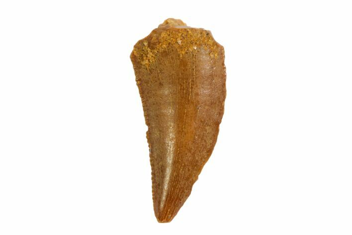 Bargain, Raptor Tooth - Real Dinosaur Tooth #80048